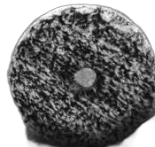 Uro-Fiber 50/50 Black/White 5"